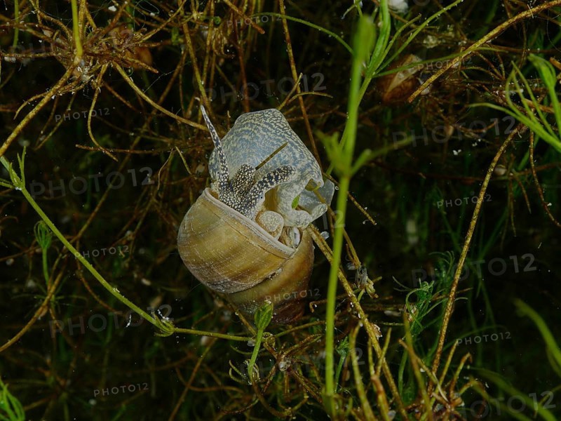 A river snail, Viviparus viviparus, with visible shell moving through aquatic plants, Wildsau dive site, Berlingen, Lake Constance, Switzerland, Germany