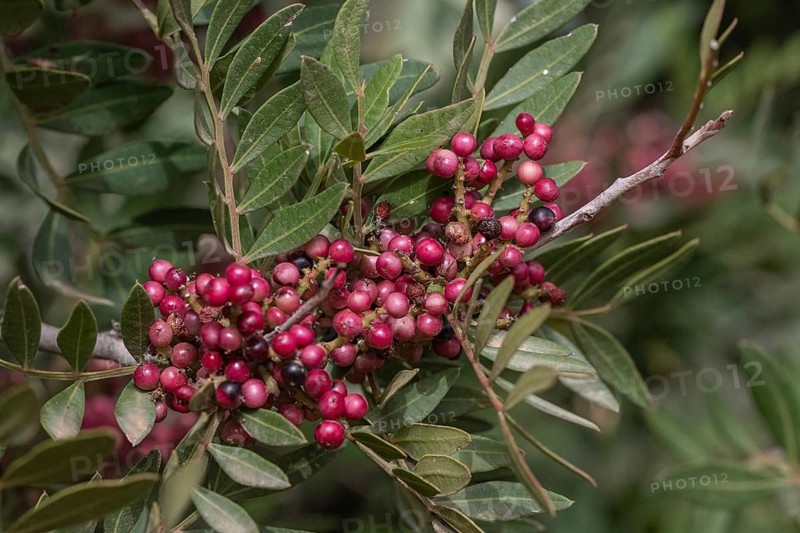 Mastic bush (Pistacia lentiscus), Sicily, Italy
