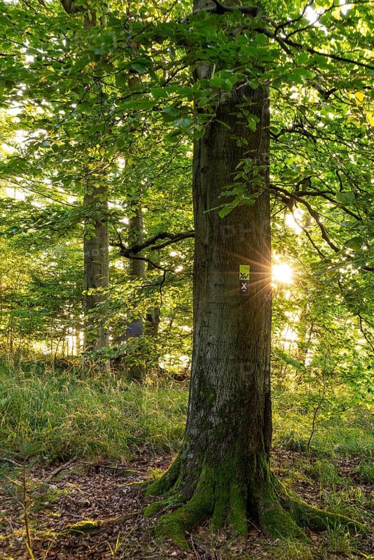 Star-shaped sunbeams shine on a mighty old beech (Fagus) in the forest, with green foliage and moss-covered tree trunk, a signpost for the Weserberglandweg can be recognised, Solling-Vogler nature park Park, Lower Saxony, Germany