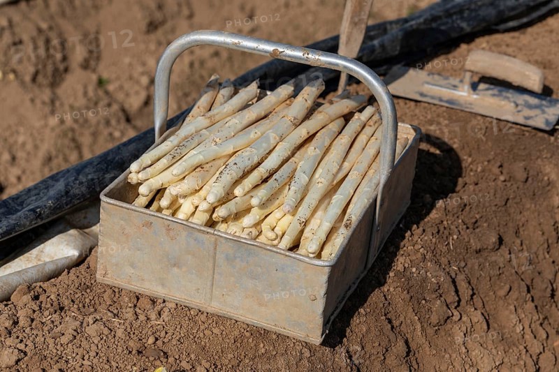 Harvesting asparagus at the Kaiserstuhl - seasonal work with tradition