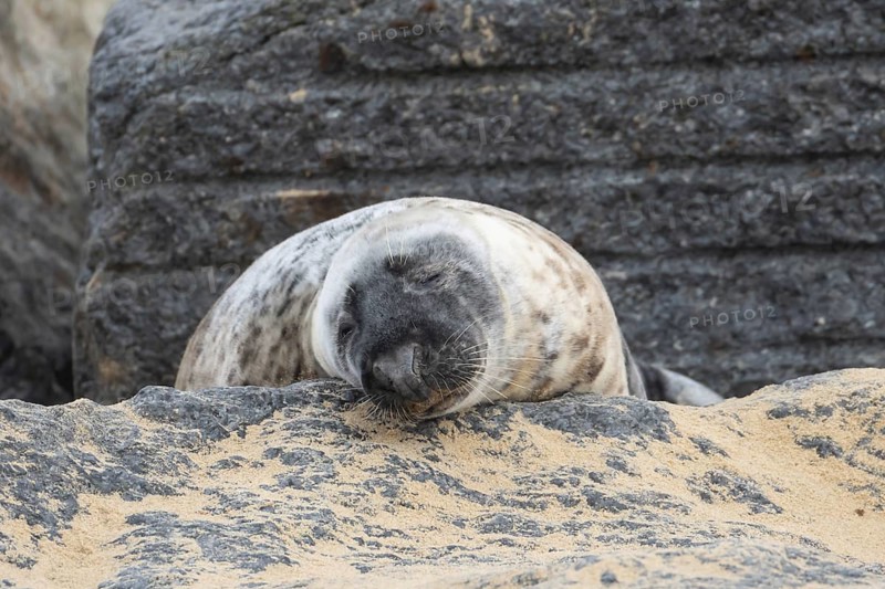 Grey seal (Halichoerus grypus) adult animal sleeping on a rock on a beach, England, United Kingdom