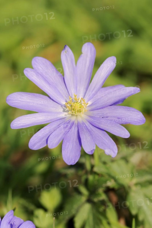 Blue anemone (Anemone apennina), flower, garden plant, North Rhine-Westphalia, Germany