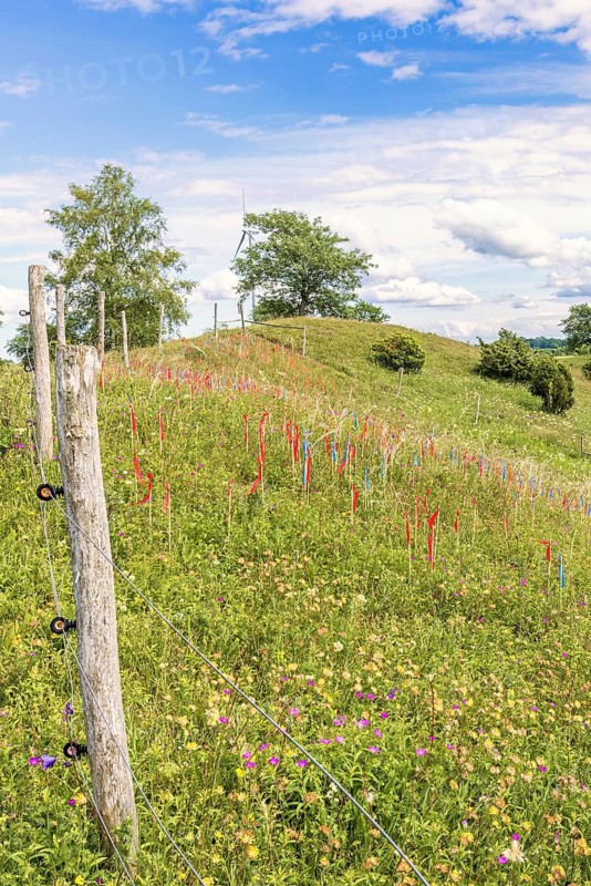 Feather grass (Stipa pennata) in a fenced nature reserve marked with flags by botanists for monitoring plant spread on a meadow ridge, Falköping, Sweden