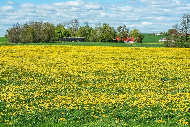 Field covered with flowering dandelion (Taraxacum officinale) at Borrby, Simrishamn municipality, Sweden, Scandinavia