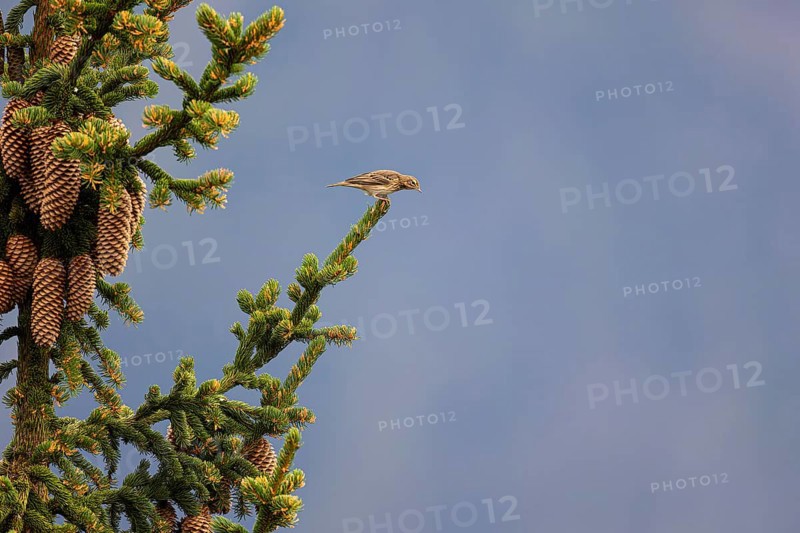 Tree pipit (Anthus trivialis) sitting on the branch of a spruce tree, Aletsch Forest, Valais, Switzerland