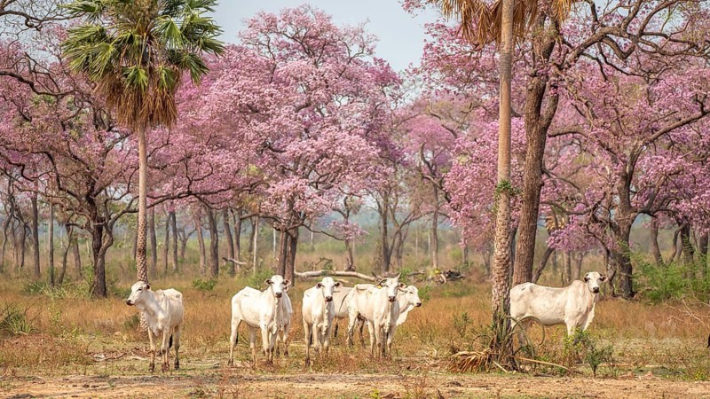 Zebus (Bos indicus) in a forest of pink flowering trees, South Pantanal, Corumbá, Albuquerque, Mato Grosso do Sul, Brazil