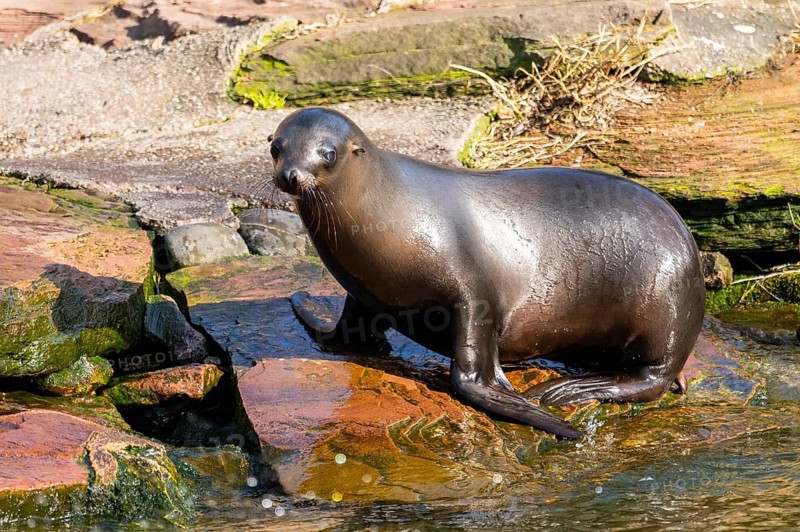 California sea lion (Zalophus californianus), at the shore of the sea, captive, Germany