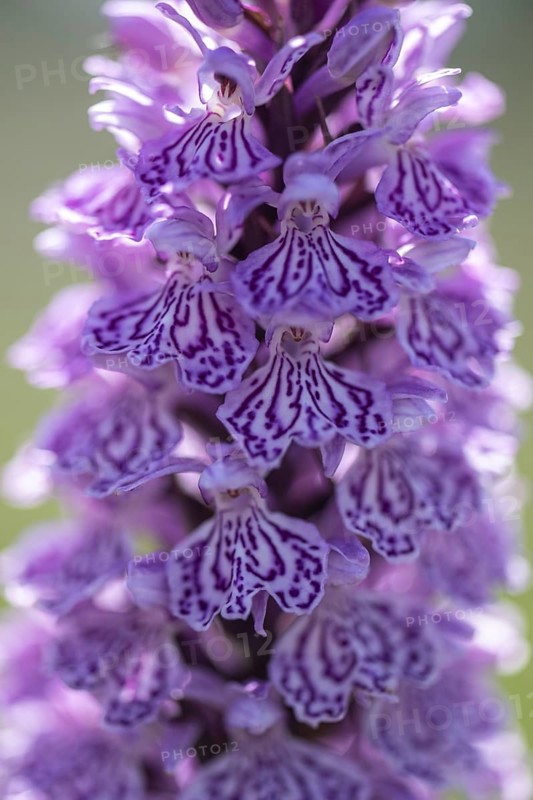 Southern marsh orchid (Dactylorhiza maculata), Emsland, Lower Saxony, Germany