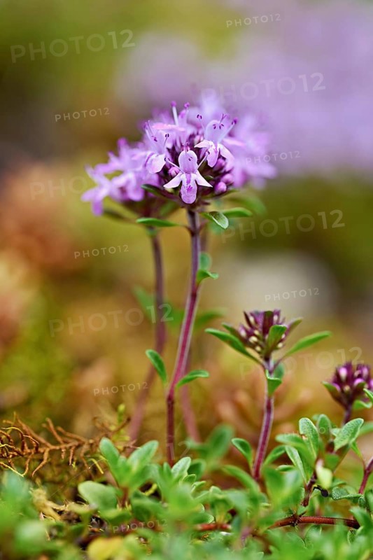 Wild broad-leaved thyme (Thymus pulegioides), Switzerland