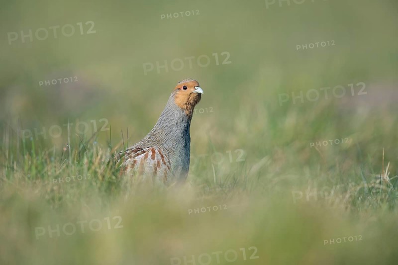 Grey Partridge (Perdix perdix) male, North Rhine-Westphalia, Germany