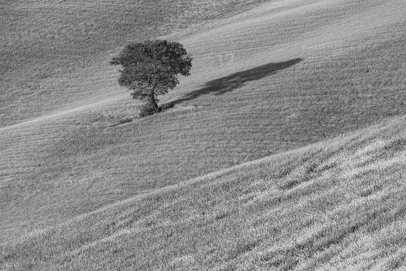 Mulberry tree (Morus) in a field with flowering yellow broom (Genista tinctoria), Tuscany, Italy