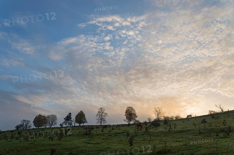 Trees on a hilltop in front of a colourful morning sunrise with clouds in the sky, landscape near Kytlice, Lužické hory, Lusatian Mountains, Okres Decín, Ústecký kraj, Czech Republic