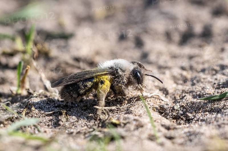 Ashy Mining Bee (Andrena cineraria), Emsland, Lower Saxony, Germany