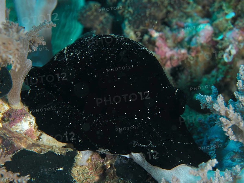 Black sea creature with small points of light, large ice snail (Ovula ovum), in a mysterious environment. Dive site Twin Reef, Penyapangan, Bali, Indonesia