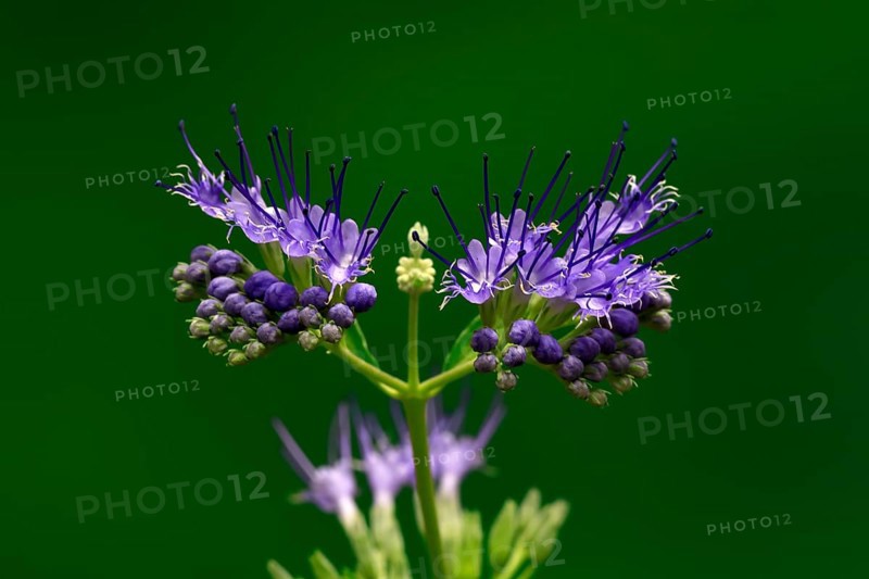 Clandon caryopteris (caryopteris x clandonensis), flower, flowering, Germany