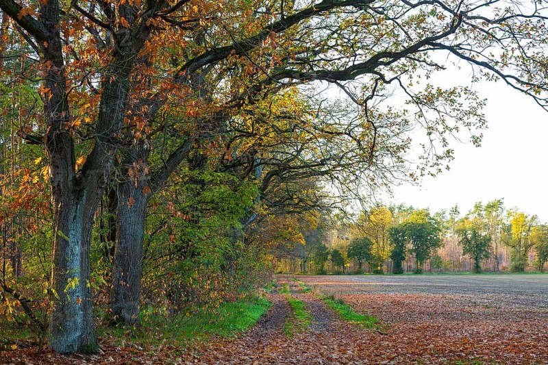 Forest path along the edge of a field with oak trees (quercus) in autumn, Zschorna, Thiendorf, Saxony, Germany