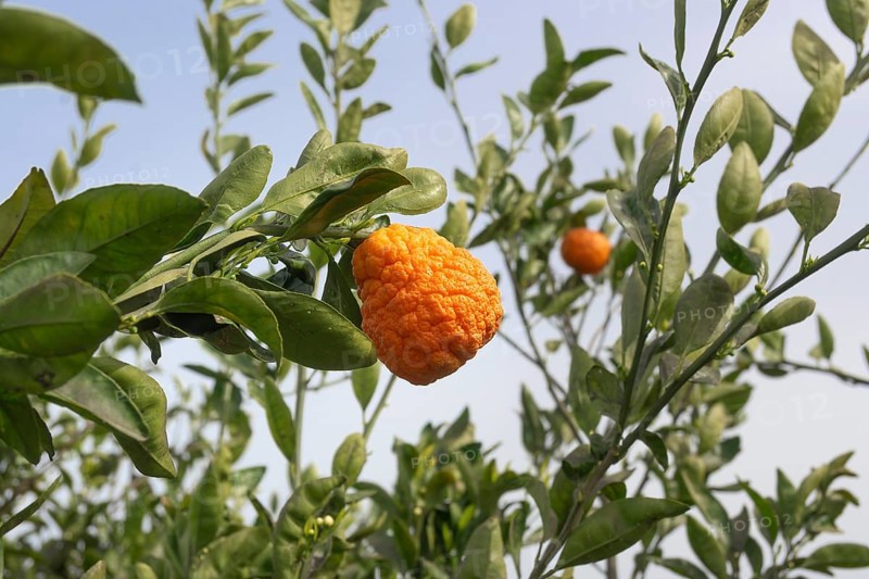 Fruit of the bitter orange bitter orange (Citrus × aurantium L.), Spain