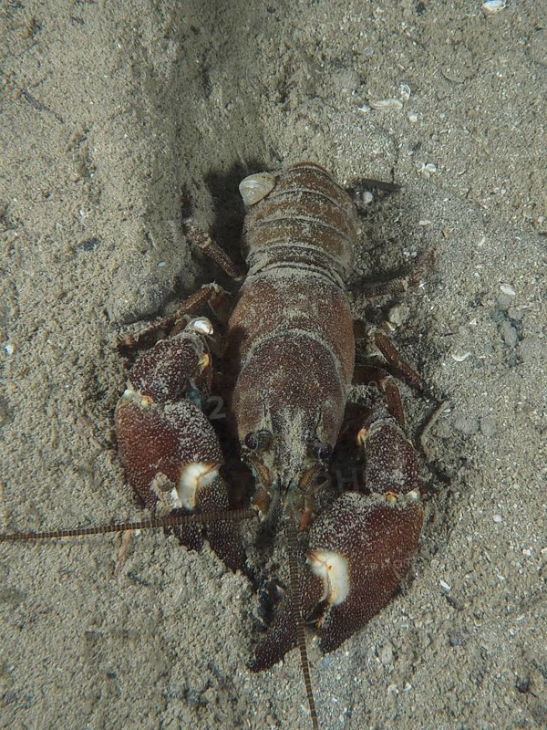 A crayfish with strong claws, signal crayfish (Pacifastacus leniusculus), American crayfish, invasive species, digging in the sand, Terlinden dive site, Küsnacht, Lake Zurich, Canton Zurich, Switzerland