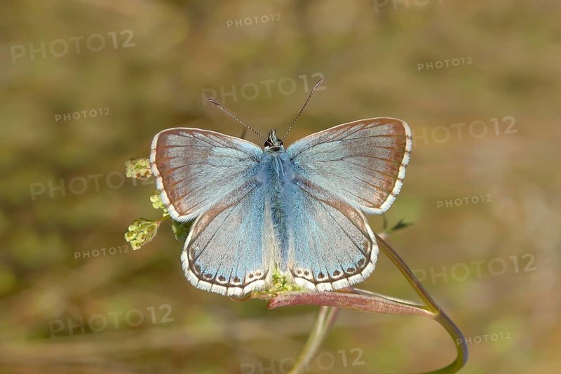 Silver-green blue (Lysandra coridon) Other animals, Insects, Butterflies, Animals, Bad Neustadt an der Saale, Bavarian Rhön nature park Park, Bavaria, Germany