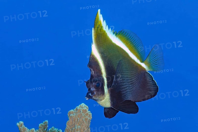 Underwater photo of Horned bannerfish (Heniochus varius), Pacific Ocean, Yap Island, Yap State, Caroline Islands, FSM, Federated States of Micronesia, Australia, Oceania