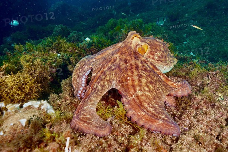 An octopus, Common Octopus (Octopus vulgaris), on the seabed, camouflaged between algae, dive site Cap de Creus Marine Reserve, Rosas, Costa Brava, Spain, Mediterranean Sea