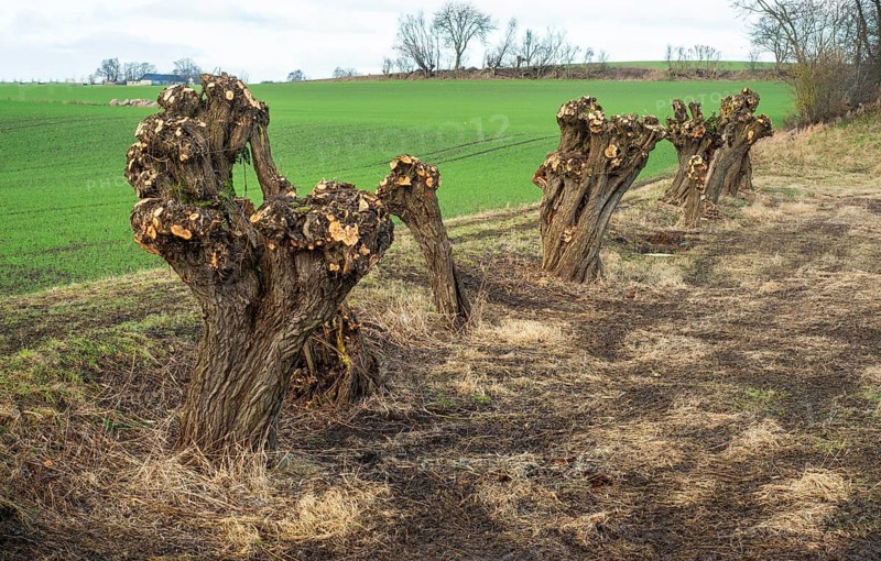 Row of recently pruned willow trees in Löderup, Ystad Municipality, Skåne County, Scandinavia