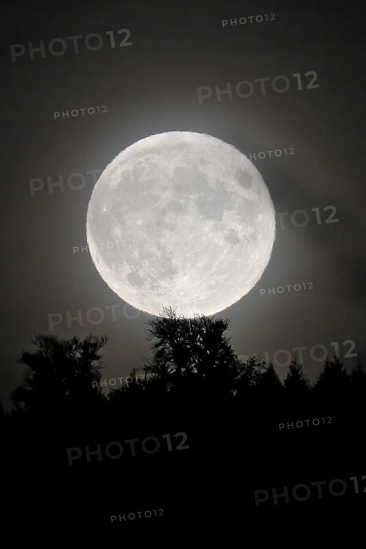 Rising of a Supermoon over forest, Heidelberg, Baden-Wuerttemberg, Germany