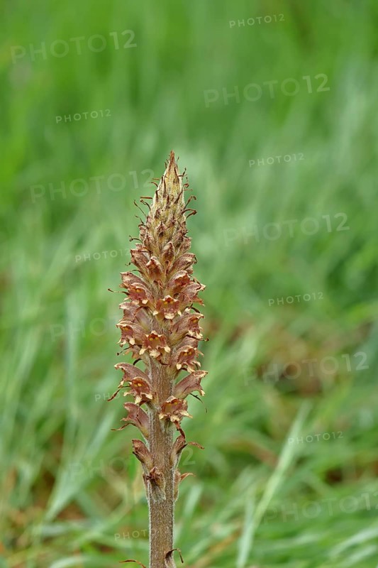 Gorse (Orobanche rapum-genistae), a subspecies of the genista family (Orobanchaceae) is endangered in Germany, on a wooded area with broom (Genista), Wilnsdorf, North Rhine-Westphalia, Germany