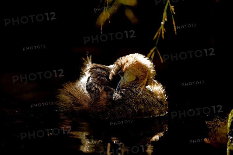 Little grebe (Tachybaptus ruficollis), preening itself, captive, Alpenzoo Innsbruck, Tyrol, Austria