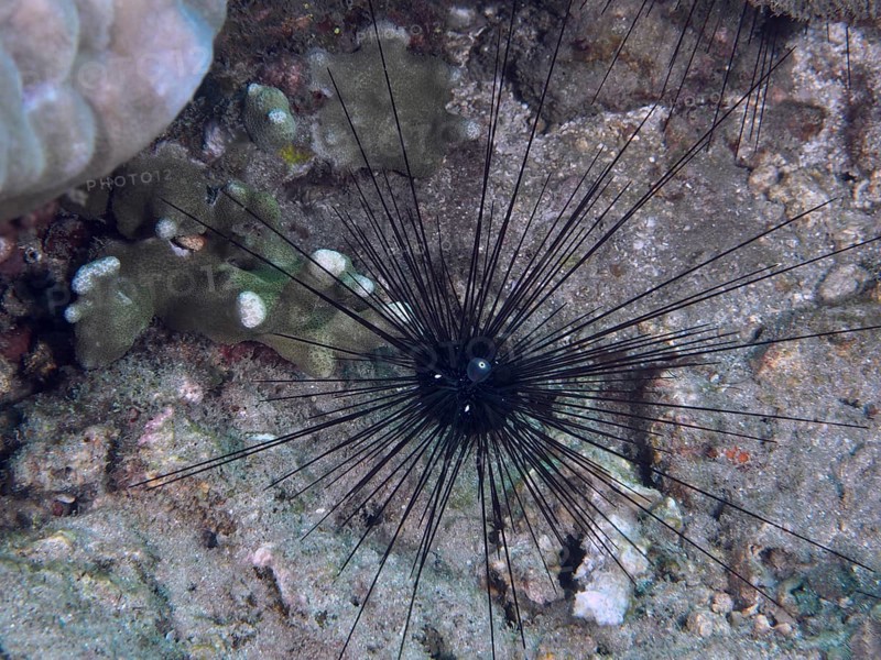 Single Arbacia lixula, Diadem sea urchin (Diadema setosum), on coral-like substrate in seawater, dive site Pidada, Penyapangan, Bali, Indonesia