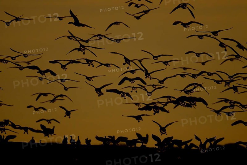 Pink-footed goose (Anser brachyrhynchus) adult birds in a skein or flock taking off in flight at sunset, Norfolk, England, United Kingdom