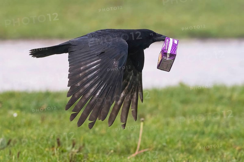 A carrion crow (Corvus corone) flies over a meadow with a sap packet in its beak, Hesse, Germany