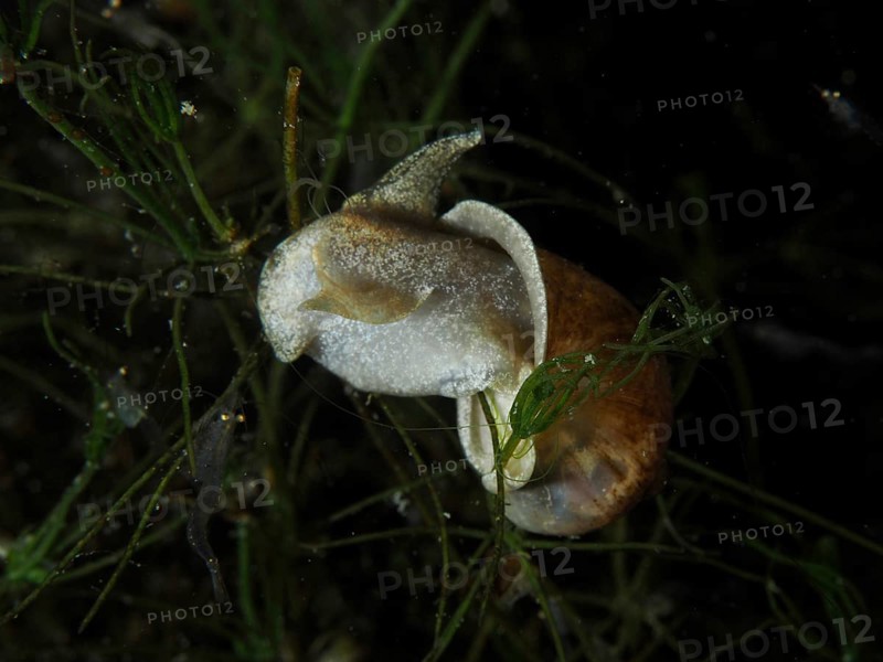 River cover snail, Viviparus viviparus (Viviparus viviparus) with visible light-coloured body crawls through the vegetation in the water, Wildsau dive site, Berlingen, Lake Constance, Switzerland, Germany