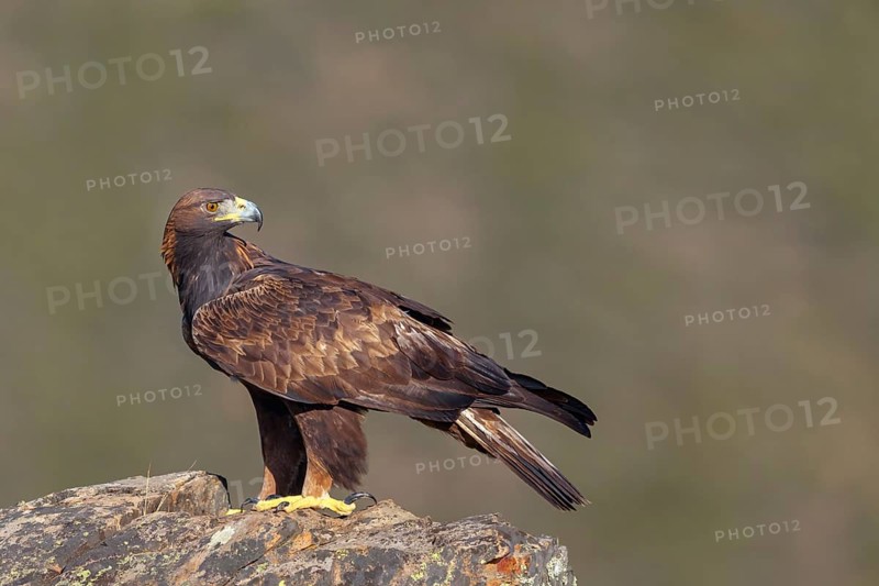 Golden eagle, (Aquila chrysaetos), bird of prey, goshawk family, perched on cliffs, biotope, habitat, foraging, Villuercas, Canamero, Extremadura Caceres, Spain