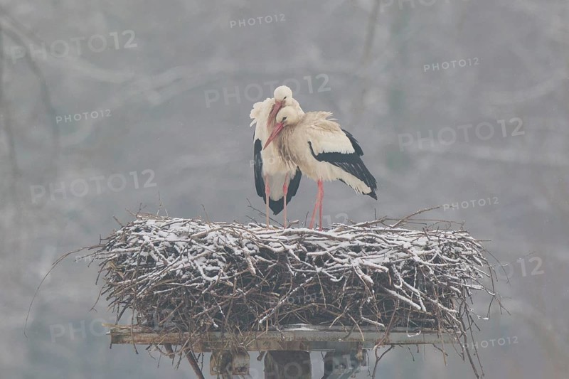 White Stork (Ciconia ciconia) pair on nest, North Rhine-Westphalia, Germany