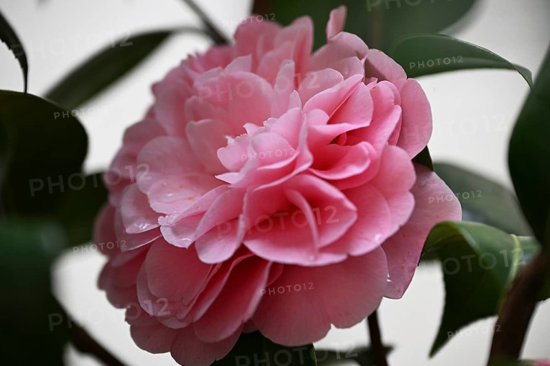 Flower of a camellia (Camellia japonica)