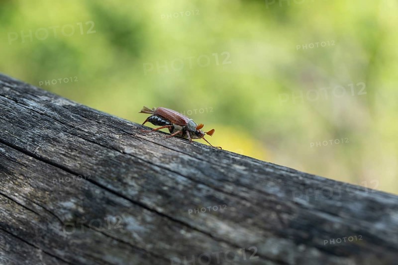 Close-up of cockchafer - fascinating details of a spring messenger