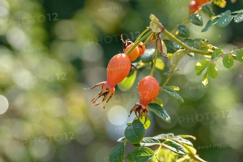 Shrub rose (Rosa 'Geranium'), district orchard, Federal Republic of Germany