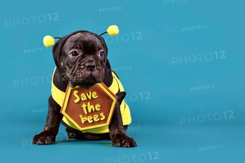 Black French Bulldog dog puppy dressed up with bee costume and 'Save the bees' sign on blue background