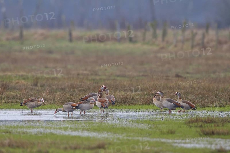 Egyptian Goose (Alopochen aegyptiaca) foraging, North Rhine-Westphalia, Germany