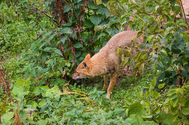 One golden jackal (Canis aureus) walks along a forest edge