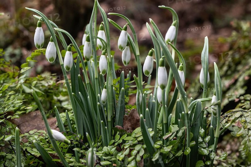 Snowdrop (Galanthus nivalis) and maidenhair fern (Adiantum venustum), Emsland, Lower Saxony, Germany