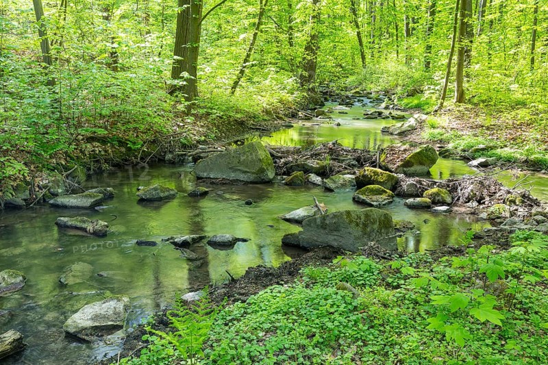 Stream Kotitzer Wasser flows in the Lausker Skala, Lauske, Weißenberg, Saxony, Germany