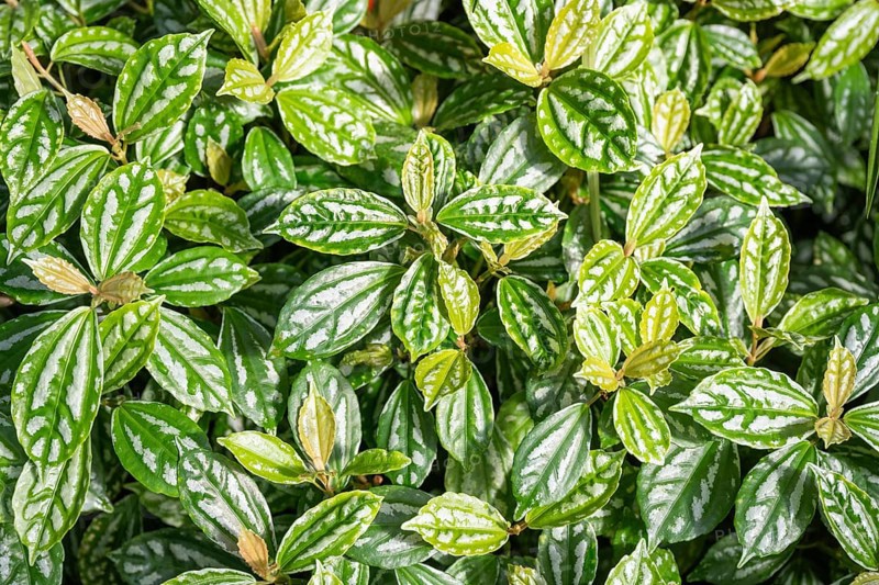 Vietnamese cannon flower (Pilea cadierei), full-sized