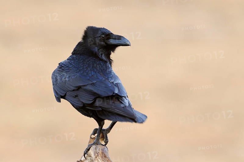 Northern Raven (Corvus corax) perched on a branch, Mecklenburg-Western Pomerania, Germany