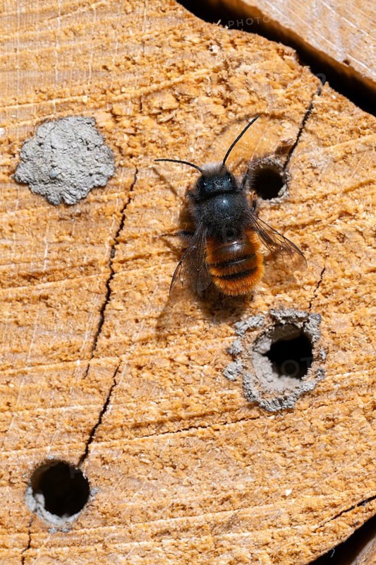 Horned mason bee (Osmia cornuta), sitting on a log of an insect hotel, Schwaz, Tyrol, Austria
