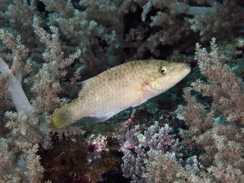 A female cheek stripe damselfish (Oxycheilinus digramma) swimming in coral reefs, dive site Twin Reef, Penyapangan, Bali, Indonesia