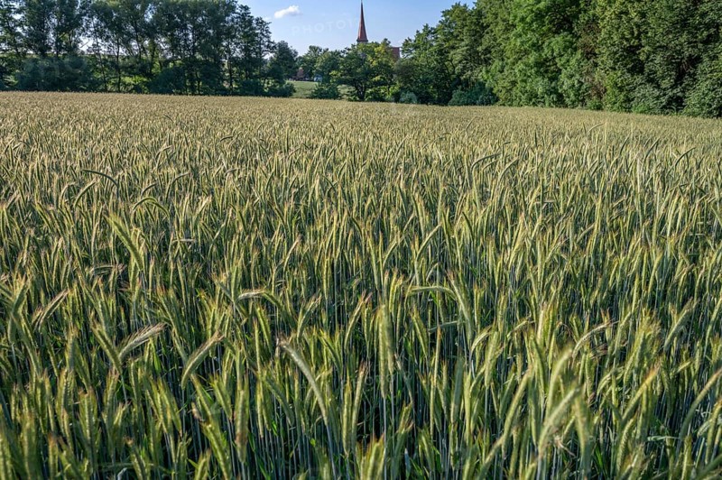 Winter barley (Hordeum vulgare) in a field, behind the Beerbach church, St.-Egidien, Franconia, Bavaria, Germany