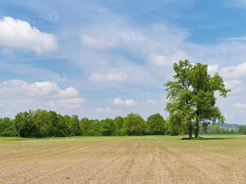 A group of English oaks (Quercus robur), standing in a field during leaf emergence, Siebeneichen nature reserve, Freiamt, Canton Aargau, Switzerland
