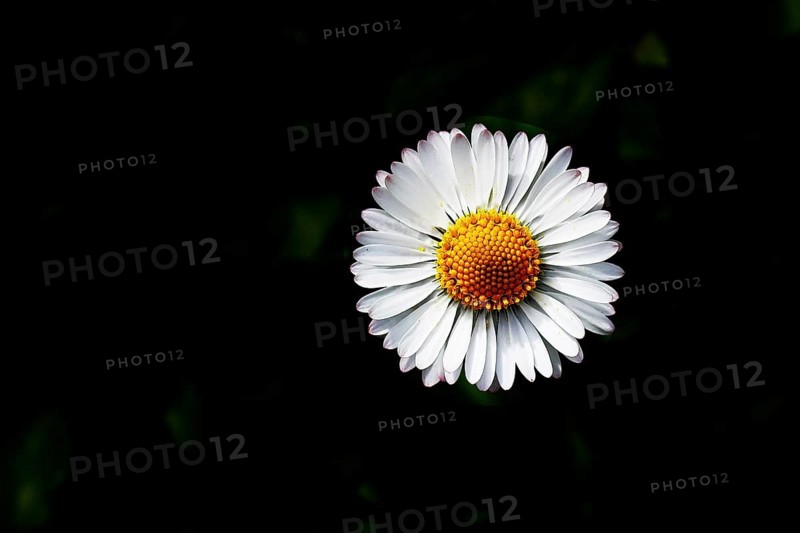 Daisy (Bellis perennis) Close-up of a flower against a black background, Wilnsdorf, North Rhine-Westphalia, Germany